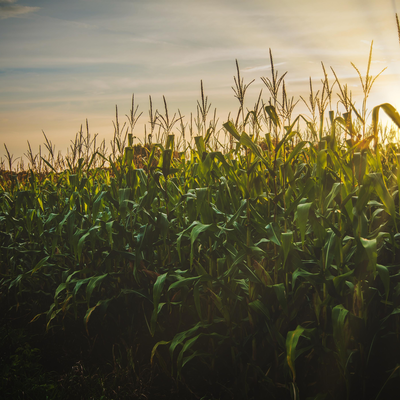 Time for a family business to harvest!